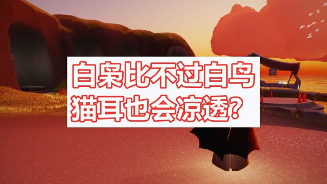 光遇:白枭彻底凉透?白鸟人气第一,猫耳也会被遗忘