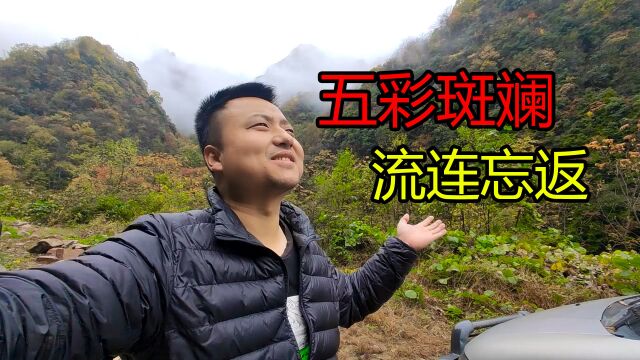 深山老林里呆了8天,抬头望都是五彩斑斓的美景,这秋色堪称一绝