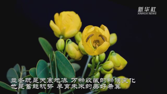 延时摄影二十四节气之花语:双荚决明立冬凌寒怒放