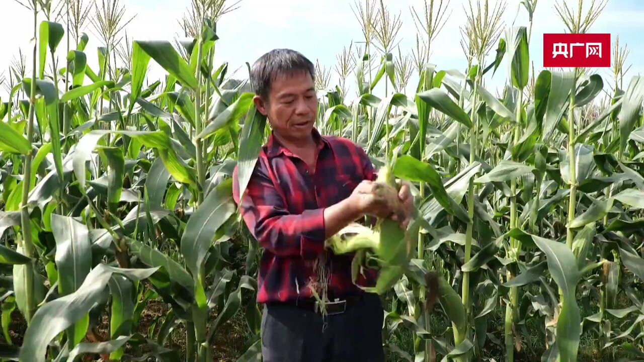 江西抚州:“稻菜轮作”让冬闲田变增收田