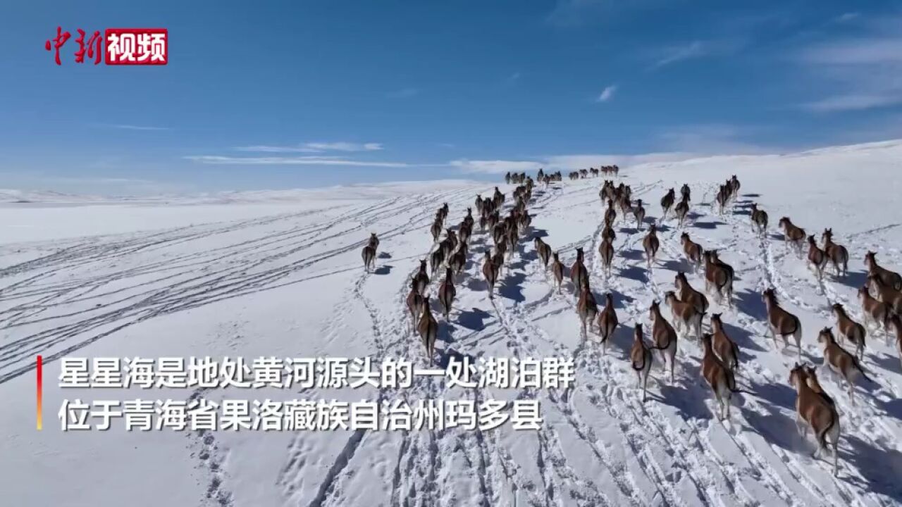 成群藏野驴冬日黄河源头雪中漫步