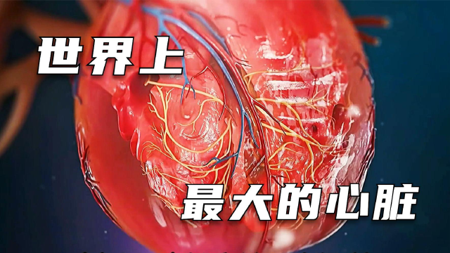 你知道世界上最大的心脏有多大吗?它是属于什么动物的你知道吗?