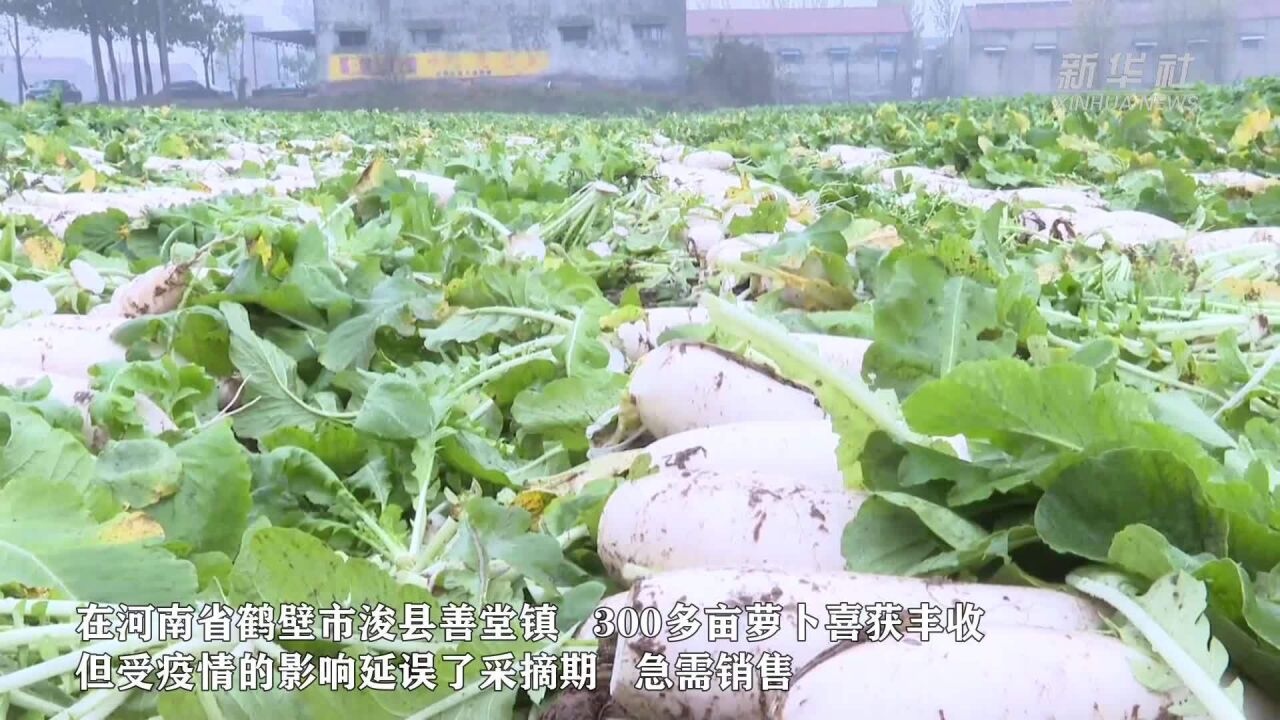 河南鹤壁:助力菜农 多举措解决蔬菜滞销问题