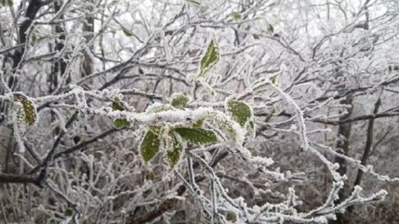 杭州天目山迎来今冬第一场雪,一夜变身水墨画