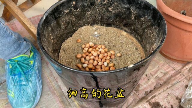 家庭发有机绿豆芽花生芽,不发红发苦长势粗壮简单易学还不会烂