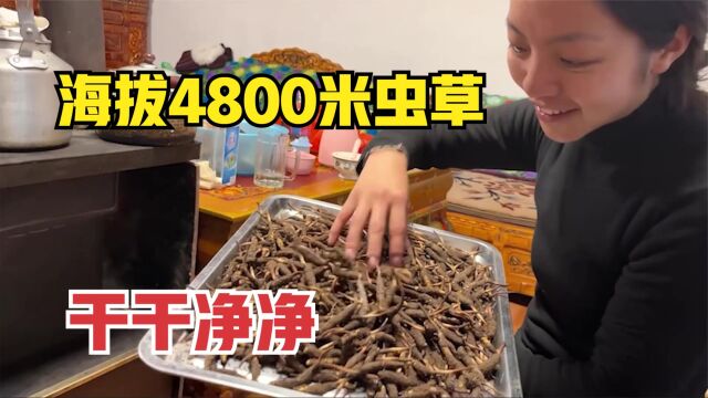 干干净净的虫草,牧民在海拔4800米的山上挖一天,能赚多少钱?