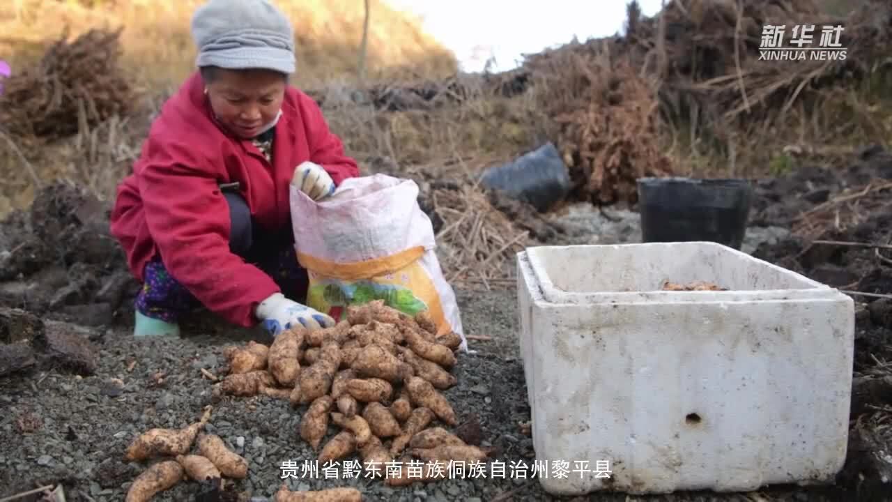 贵州黎平:加快天麻采收加工助力复工复产