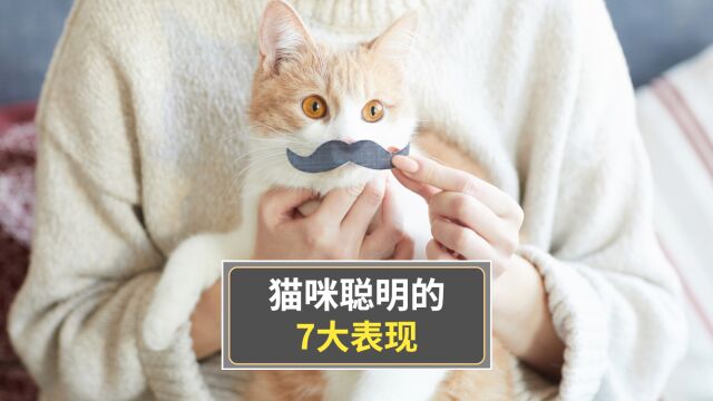 猫咪聪明的7大表现