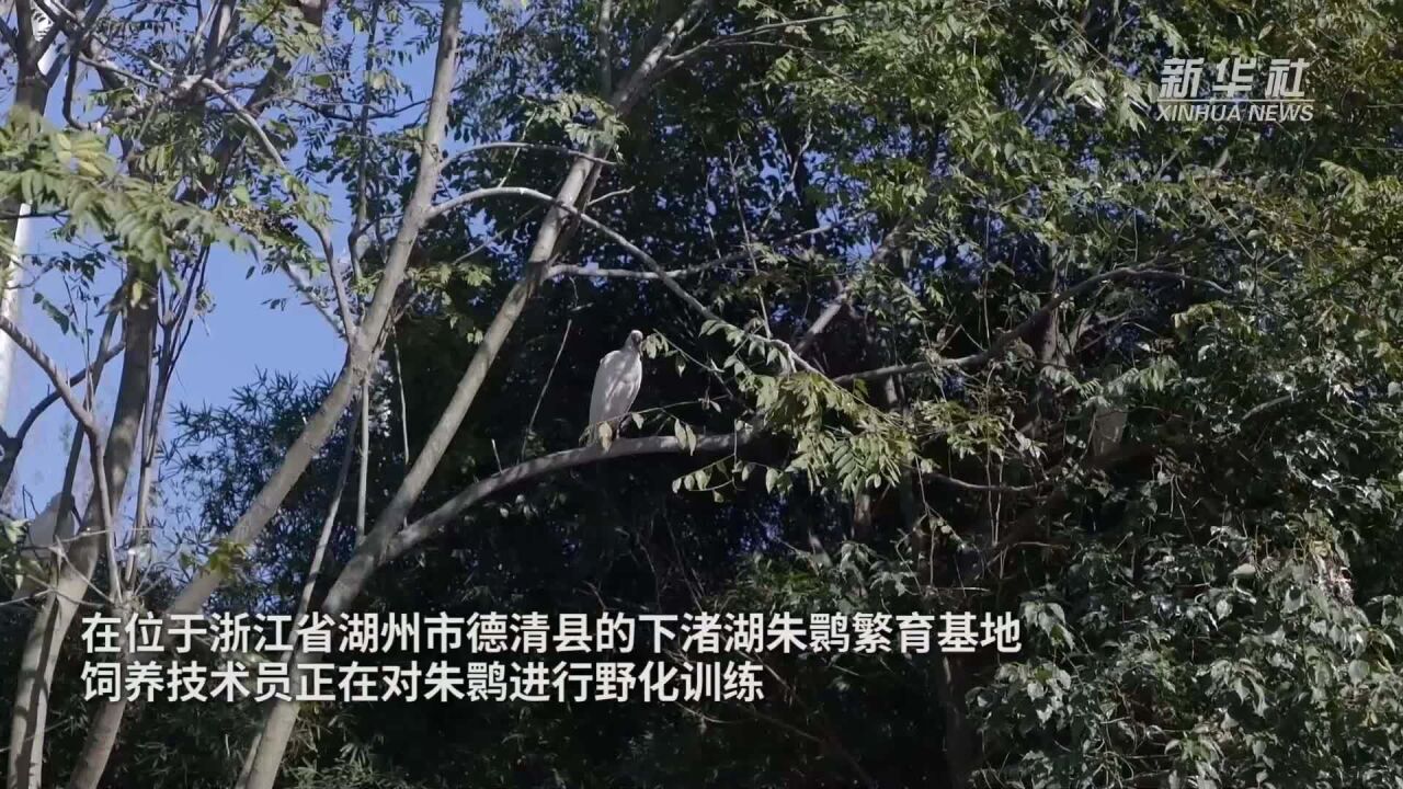 新华全媒+|浙江德清:重建南方朱鹮种群“摇篮”