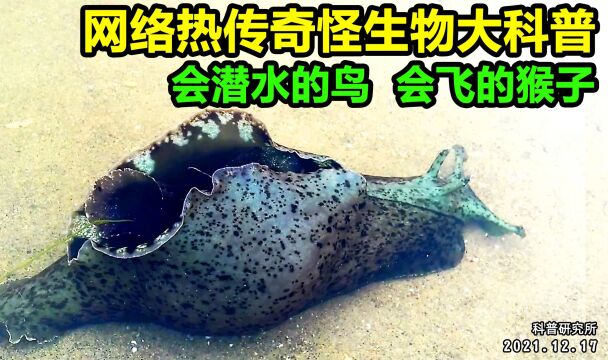 会潜水的鸟?有翅膀的蜗牛?奇怪生物大盘点