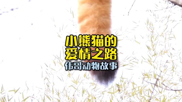 小熊猫的爱情之路