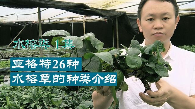 亚格特水草基地水榕类水草简介 水草形态特征与养殖讲解 #水草造景 #水草养殖 #水质净化 #鱼虾躲避屋 #水草厂家 #水草基地 #椒草水草 #生态造景 #水陆缸