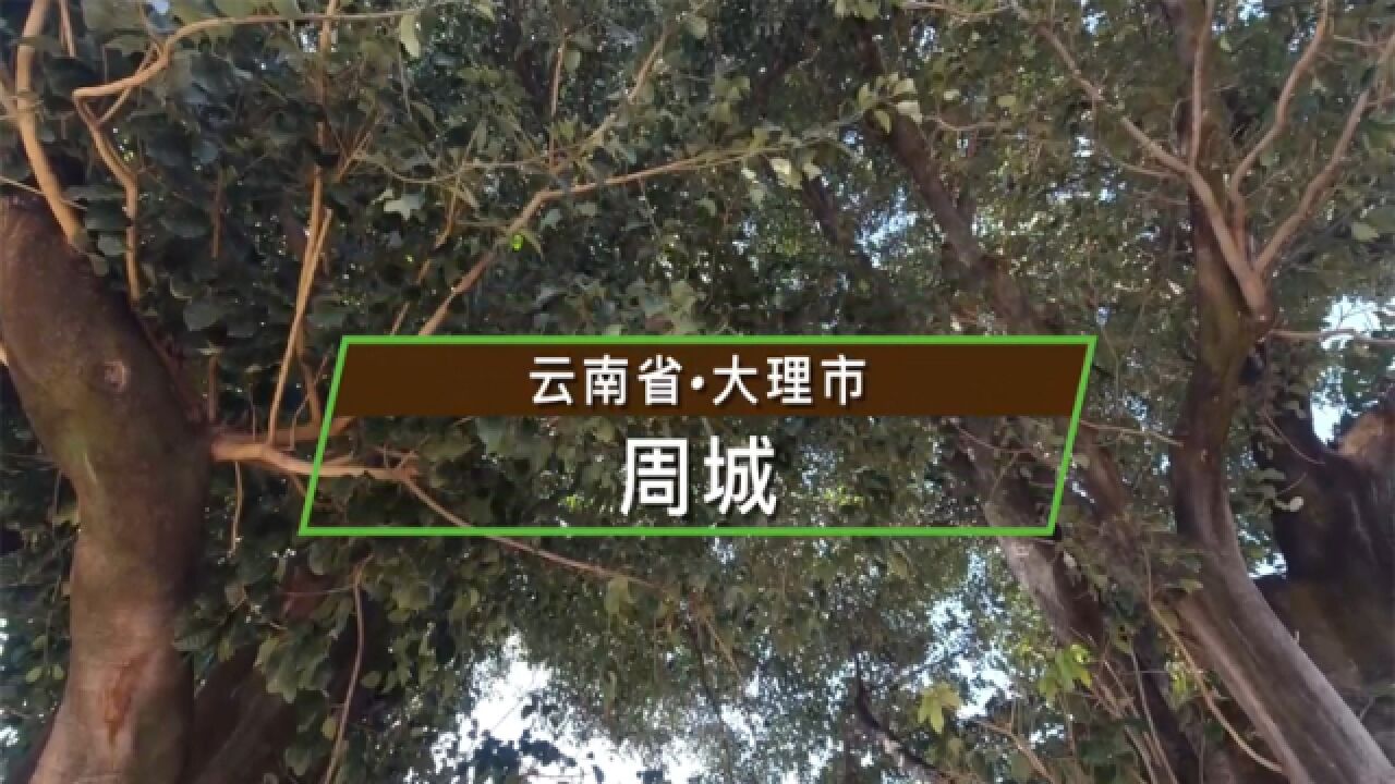 云南省大理市周城