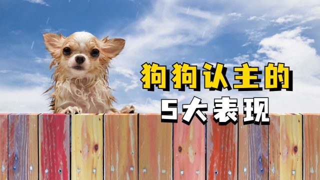 狗狗有这5个表现,说明它把你当主人了!