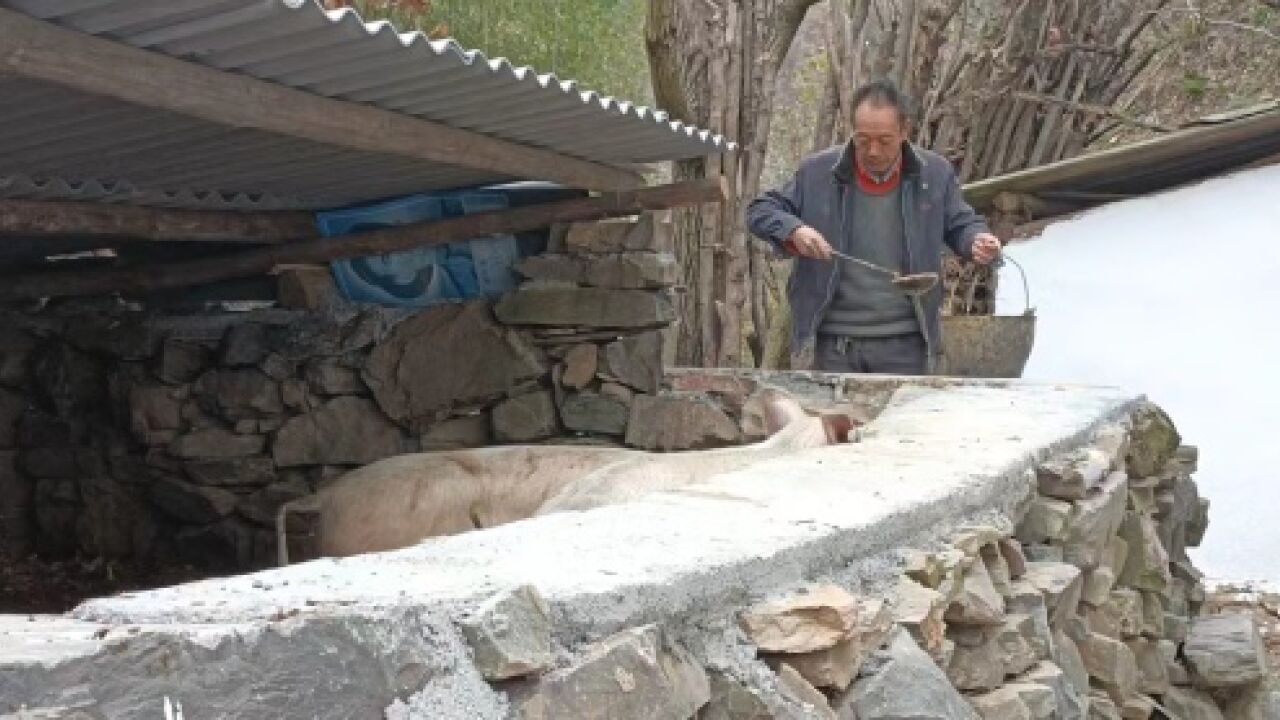 【乡村振兴】农户只管种!山阳王庄村联农带农模式走出增收新路子