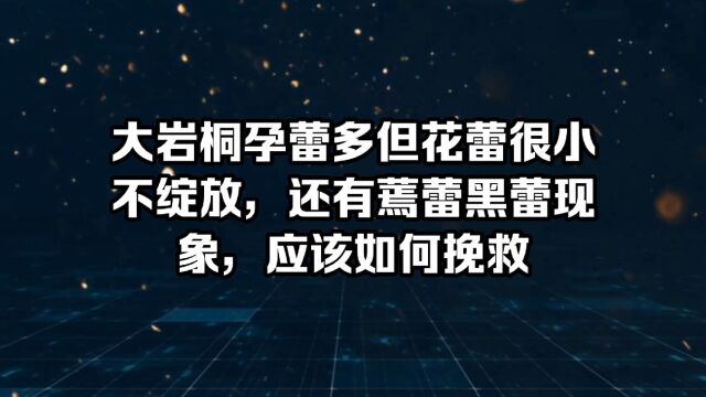 大岩桐孕蕾多但花蕾很小不绽放,还有蔫蕾黑蕾现象,应该如何挽救