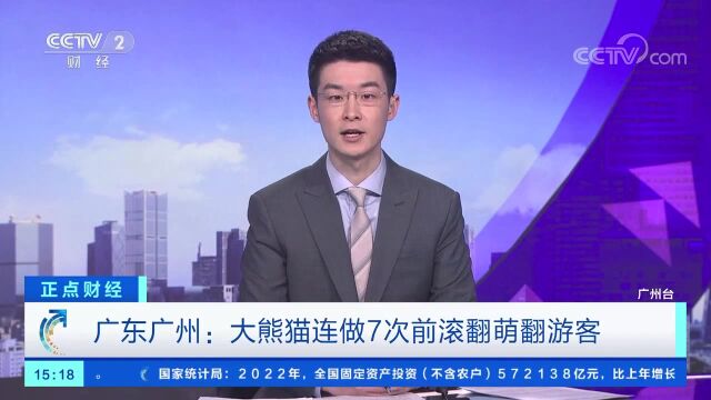 广东广州:大熊猫连做7次前滚翻萌翻游客