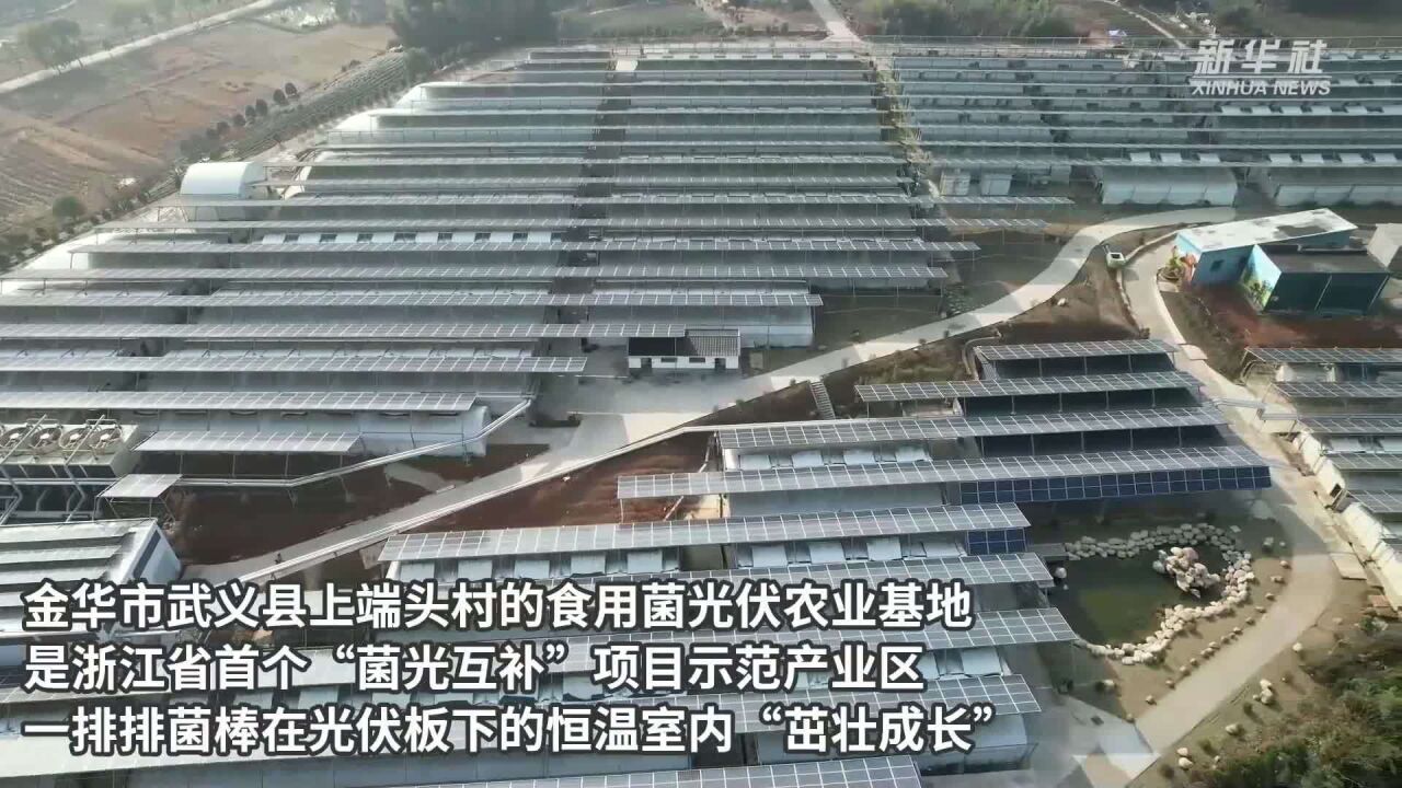 浙江金华:“菌光互补”助力菇农增收