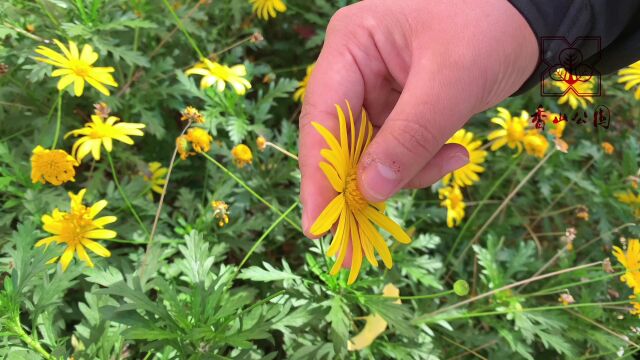 【听花开的声音】秋日黄花私语 木茼蒿(香山公园)