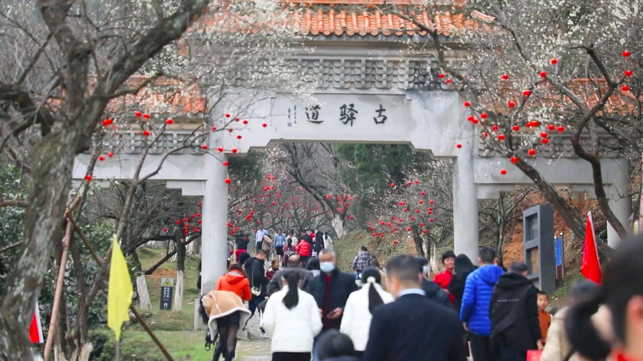 江西 千年古道梅花绽放 游客徜徉新春