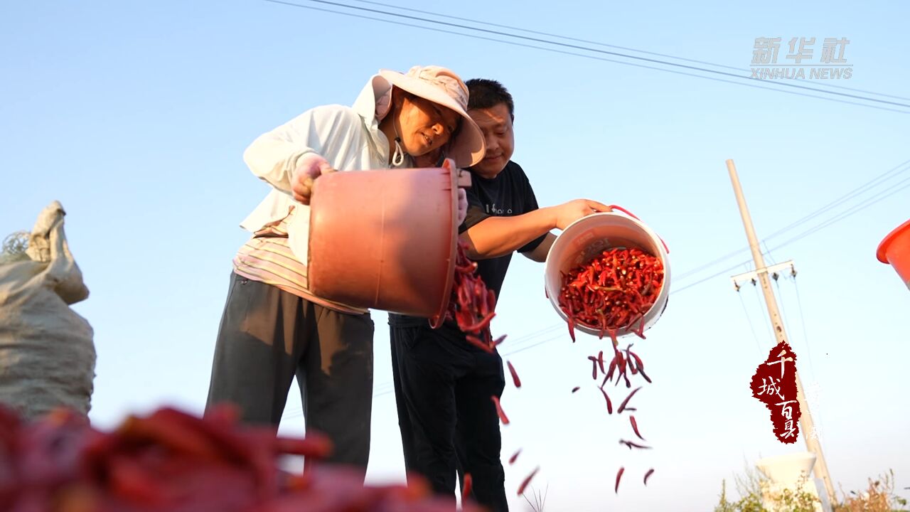 千城百县看中国|山东定陶:万亩辣椒喜丰收 映出幸福“中国红”