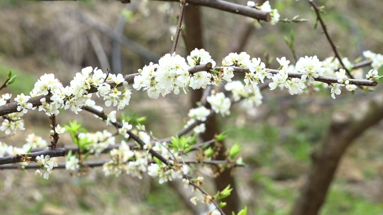 繁花如雪!清远清新200亩三华李花竞相绽放