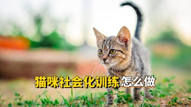 怎么做猫咪社会化训练?养宠的伙伴学起来