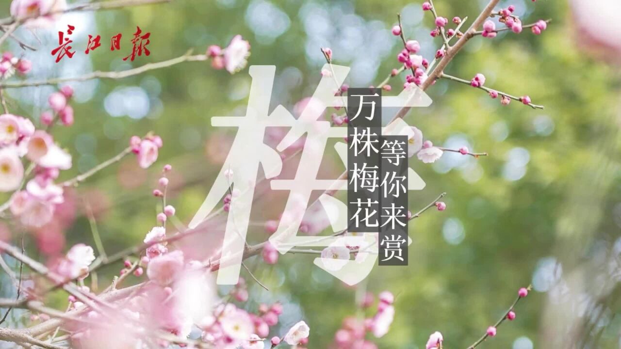 又到立春,武汉83处超全赏梅点位,等你来赏!