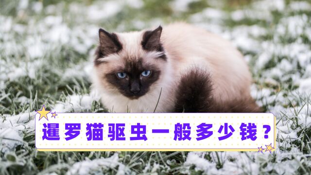 暹罗猫驱虫一般多少钱?