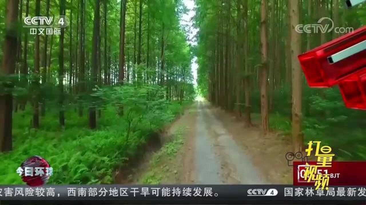 国家林草局:十年来中国累计建设国家储备林9200多万亩