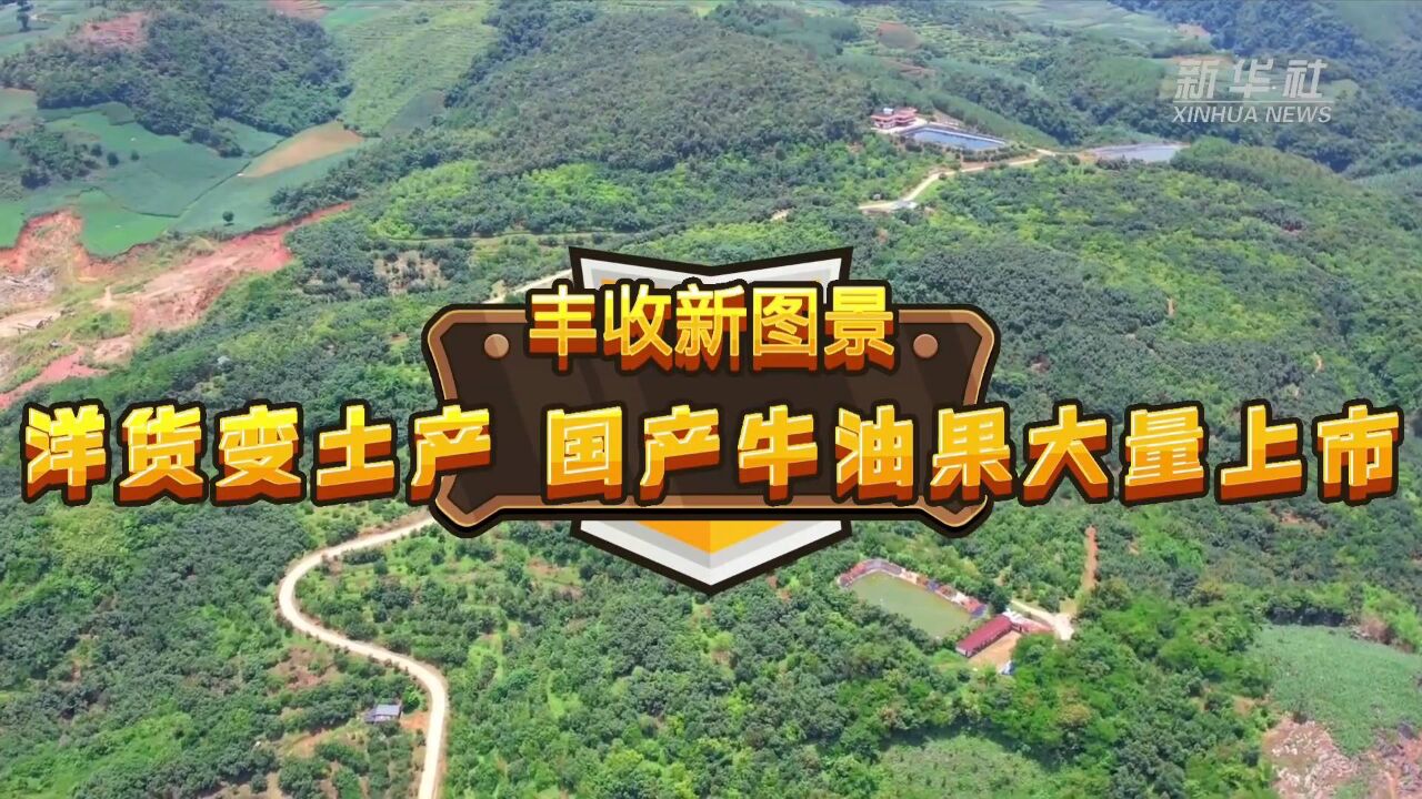 丰收新图景|洋货变土产 国产牛油果大量上市