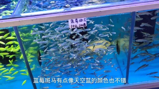 斑马鱼品种有很多种,分享一期性价比高的品种,白云金丝才5毛