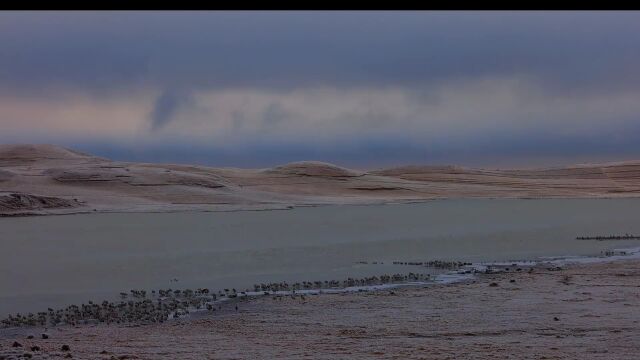 【行摄云南】鹤舞高原 凌霜傲雪