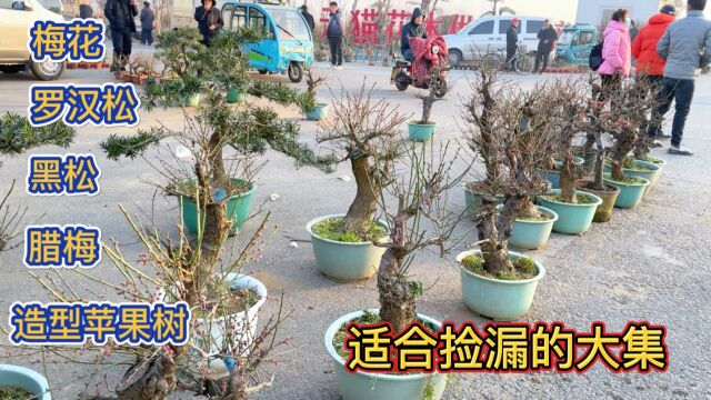 农村花卉大集植物品种太多,吸引了全国的客商前来捡漏,开眼界了