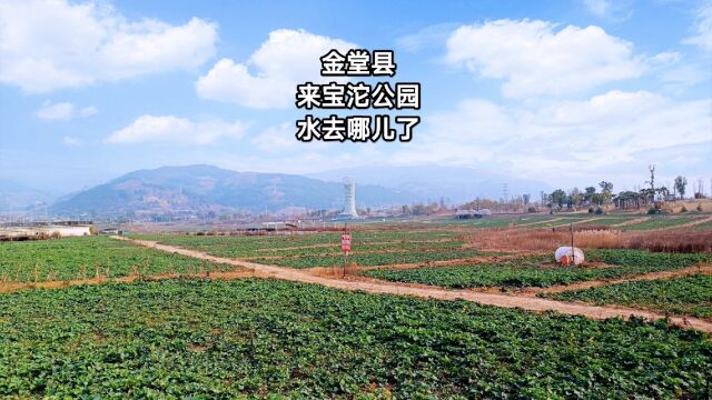 金堂来宝沱公园,460亩的水域变成了菜地鸡舍,和宣传的太不一样