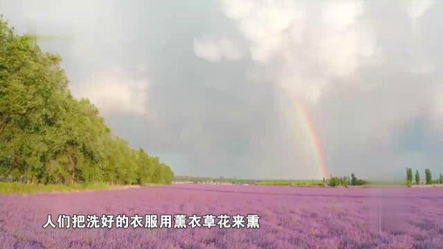 薰衣草 就是用来熏衣服的