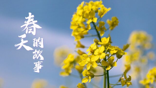 春天的故事丨樱桃花盛开 鸟儿蝴蝶蜜蜂争相报到