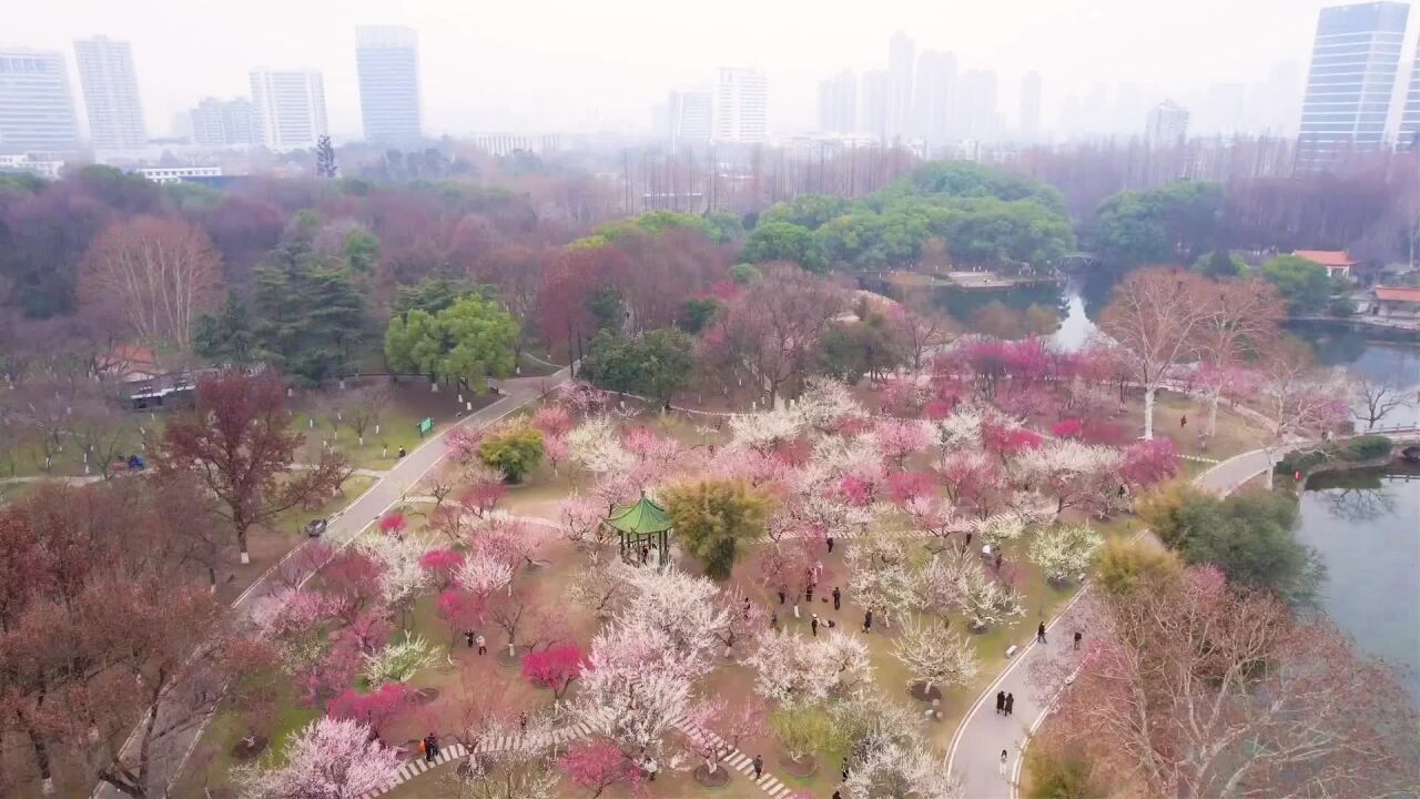 看!梅红色的武汉