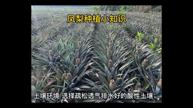 凤梨种植小知识分享