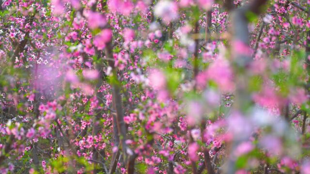 温室大棚桃花俏 满园花朵兆丰年