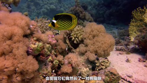 超级镜头：海面之下——美丽的珊瑚礁鱼类
