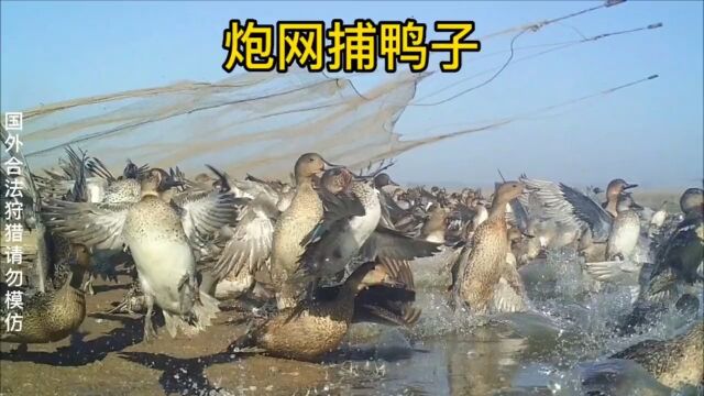 国外农场鸭子泛滥,一张炮网横空出世,一网下去上百只鸭子被收入囊中.国外合法狩猎户外护农狩猎队野鸭