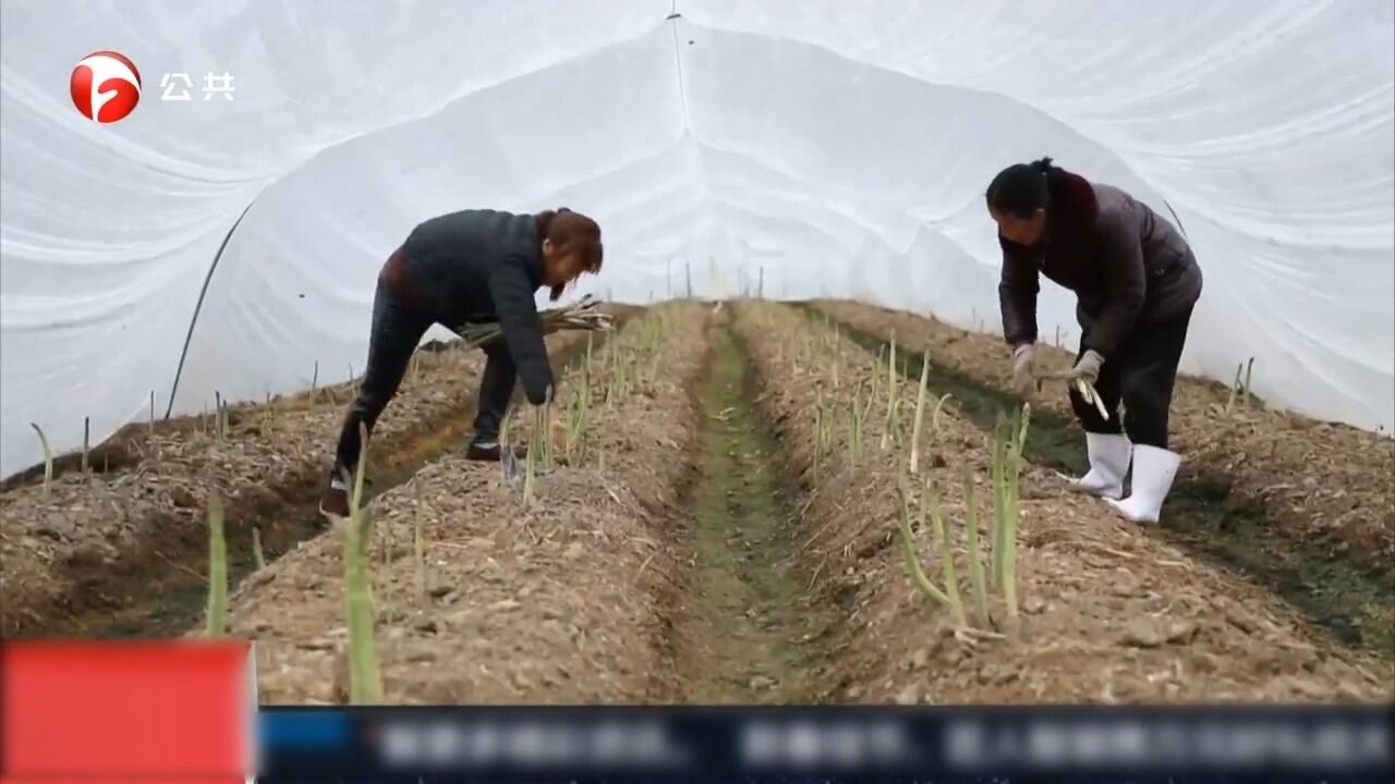 黟县:芦笋收获季,菜农忙采摘