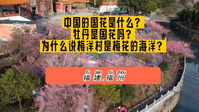 中国的国花是什么?牡丹是国花吗?为什么说梅洋村是梅花的海洋?