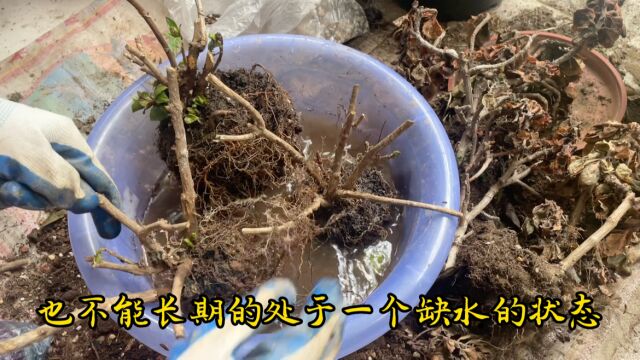 养花大户全靠捡,3棵绣球长寿花,40公分花箱各种花盆都是捡来的