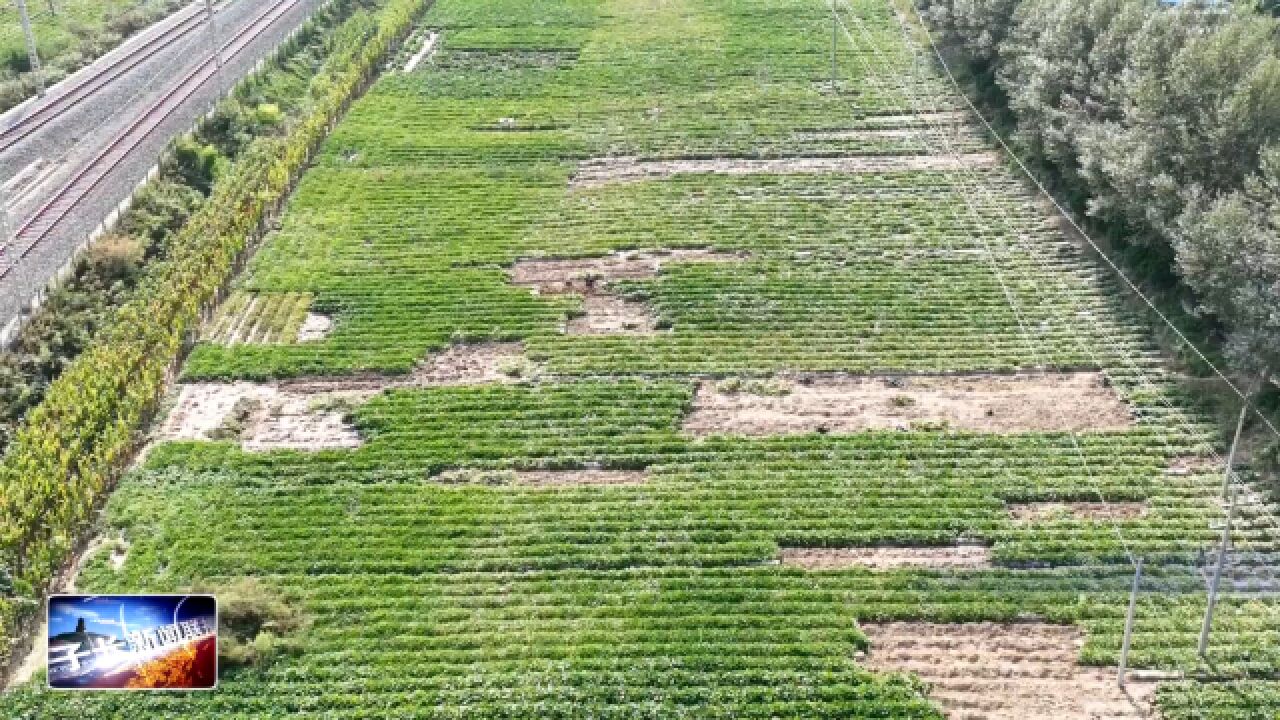 花岩坪村:蜜薯迎丰收 “甜”地收获忙