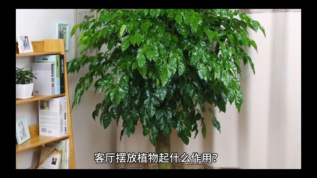 丁吉虎讲家居布局常识:植物对提升家居环境有什么作用?