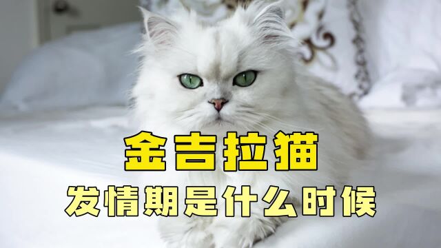 金吉拉猫发情期是什么时候?