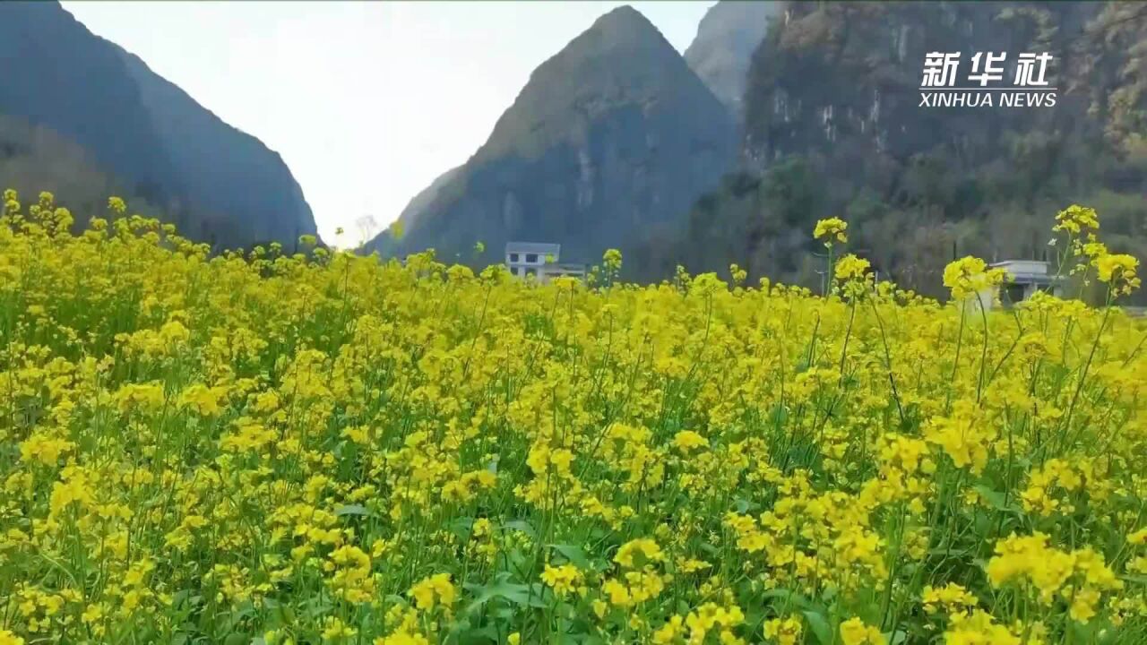 广西融安:油菜映山村春意浓