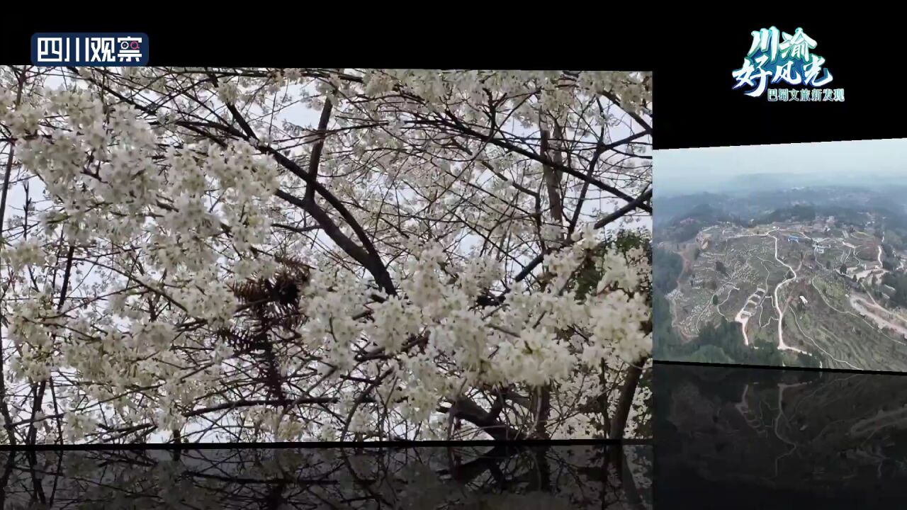 川渝好风光丨漫山遍野!春日限定“花毯”已上线